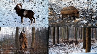 Tiere amp Wild im winterlichen Auenwald  WILDPARK  Januar 2016 Leipzig [upl. by Joleen]