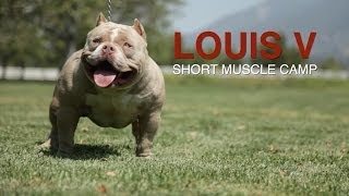 AMERICAN BULLY  LOUIS V IS DAX DONE RIGHT [upl. by Dolan932]