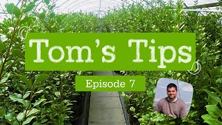 Toms Tips 7  Griselinia littoralis  Greenwood Plants [upl. by Nikal]