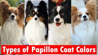 5 Types of Papillon Coat Colors  Popular types of Papillon colors [upl. by Hollinger]