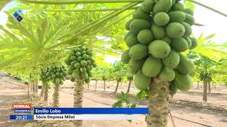 Projetos agrícolas dinamizam a economia da ilha mais turística do país [upl. by Dionis]