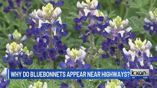 Why are there so many bluebonnets near Texas highways [upl. by Baudoin843]