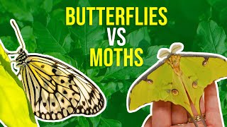 Moths vs Butterflies  How Can I Tell Moths And Butterflies Apart [upl. by Einnalem]