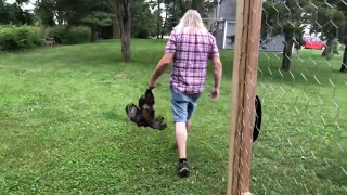 Enters the Rooster Wrangler homesteading shortvideo wrangler shortstory home bachelors fyp [upl. by Trout]