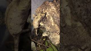 Brookesia Chameleon reptiles lizard endangeredspecies chameleon pygmy reptiles fyp [upl. by Anaejer646]