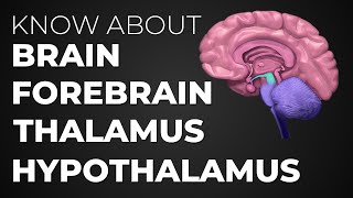 Learn About Brain  Forebrain  Thalamus  Hypothalamus [upl. by Anaiv]