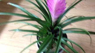 Bromeliads  Neoregelia  Pink Quill Tillansdia cyanea [upl. by Ahsila]