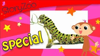 Insecten Special • 8 minuten • StoryZoo [upl. by Ecirtak897]