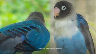 Two Lovebird Personata Chirping in The Morning 2023 [upl. by Klusek]