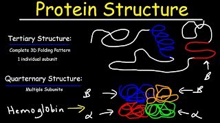 Protein Structure  Primary Secondary Tertiary amp Quarternary  Biology [upl. by Gunilla]