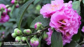 How to Flower Camellias in Containers [upl. by Enrique243]