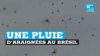 Une quotpluie d’araignéesquot filmée au Brésil [upl. by Nareik571]