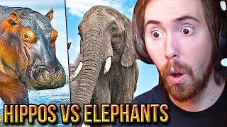 A͏s͏mongold Reacts To Are Hippos amp Elephants OP  TierZoo [upl. by Berkin935]