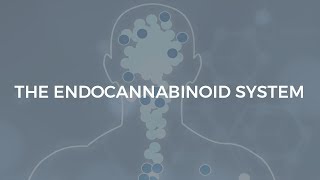 The Endocannabinoid System [upl. by Cinemod]