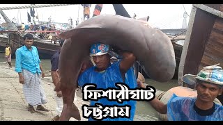 Fisherighat chittagong  Shark market in Bangladesh [upl. by Gleason725]