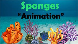 SPONGES  Biology Animation [upl. by Duwalt74]