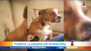 Perrito recibe regaño por andar de vago  Noticias con Francisco Zea [upl. by Kilgore]