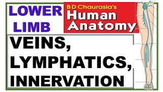 Chp11 BDC Vol2  Lower Limb  Venous amp Lymphatic Drainage and Cutaneous Innervation [upl. by Gnues]