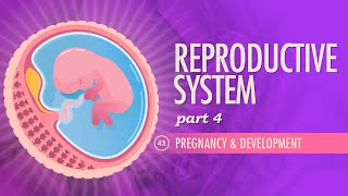 Reproductive System Part 4  Pregnancy amp Development Crash Course Anatomy amp Physiology 43 [upl. by Essilec]