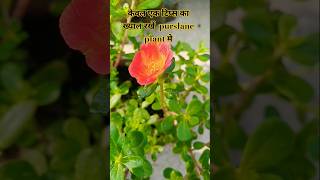 PURSLANE के पौधे की देखभाल ऐसे करें  Purslane plant care tips  shortspurslaneportulacaplants [upl. by Aiepoissac]