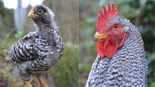 From Amrock Chick to Adult Rooster  Timelapse Chicken Transformation [upl. by Belter429]