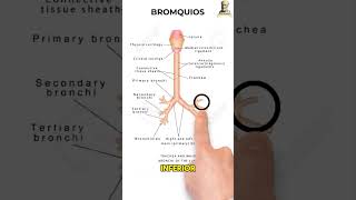 Anatomía de los pulmones 🫁 aprende anatomia pulmon semestrosos [upl. by Elockin]