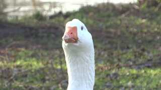 Witte Gans in de stad  Amsterdam [upl. by Arec137]