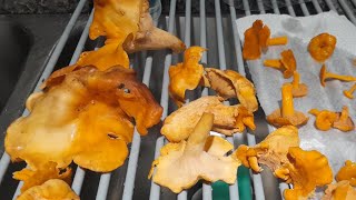 Chanterelles in North Georgia August 5th mushroom chanterelles Jesuslovesyall [upl. by Oetomit]