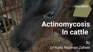 Actinomycosis in CattleClinical case of CalfLumpy jawCausesTreatment By Dr Hafiz Nouman Zaheer [upl. by Lavicrep]