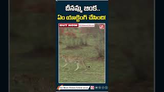 దీన‌మ్మ జింక‌ ఏం యాక్టింగ్ చేసింది  Deer surprising shock  V5 ENTERTAINMENT OFFICIAL [upl. by Daeriam]