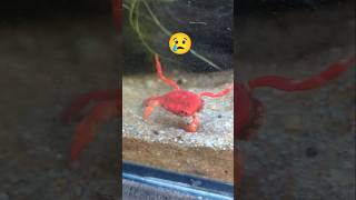 My Crab lost his 5 Legs animal crab fish pets nature [upl. by Mezoff409]