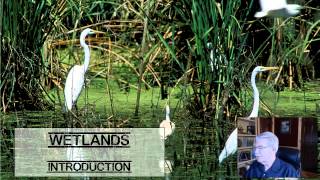 Wetlands Introduction  L101 [upl. by Palm]