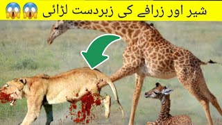 Lion vs Giraffe Fight To Death  Lion vs Giraffe Fight Video [upl. by Borer]