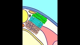 EMBRYOLOGY VIII Somitogenesis amp Differentiation Meet the Sclerotome Myotome Dermatome [upl. by Ragland371]