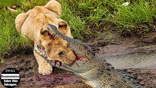 45 Momentos Em Que Os Crocodilos Emergem Do Leito Do Rio Para Dilacerar Os Grandes Felinos [upl. by Suirrad64]