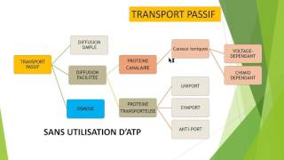 Transport membranaire de A à Z [upl. by Preuss157]