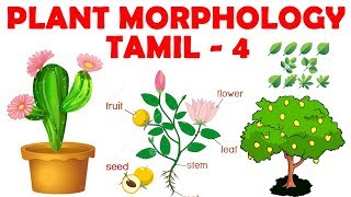 Class 10 Science  Chapter 12 Plant Anatomy and Plant Physiology  Tamil  TN State Board [upl. by Yazbak]