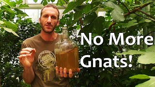 The BEST Fungus Gnat Killer Actually Works 5 Yrs GnatFree and Counting [upl. by Waddington]