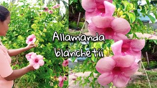 Allamanda blanchetii Plant or rubber vine  Purple allamanda 💜 [upl. by Ntsyrk688]