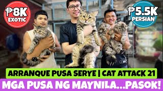 MGA PUSANG ALOK NGAYON NG ARRANQUE  MARCH 14 2024 [upl. by Nahtaoj]