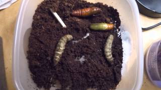 Tomato Hornworm Pupating in Timelapse [upl. by Lawson]