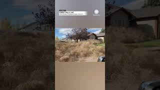 Tumbleweed Invasion Montana Homes Buried  AccuWeather [upl. by Aeel]