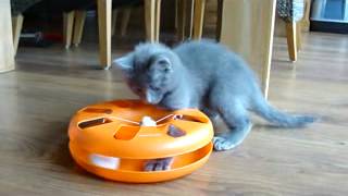 Nebelung kitten Rohan playing 11 weeks old [upl. by Billat552]