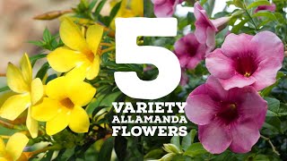 5 Variety Allamanda flowers  Allamanda Plant Types [upl. by Aicilehp692]