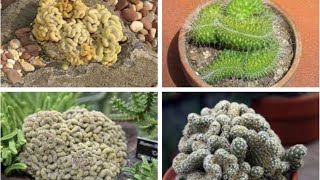 Brain Cactus Mammillaria elongata Cristata [upl. by Onahpets]