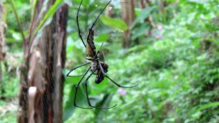 Giant spider eating lunch [upl. by Amerd]