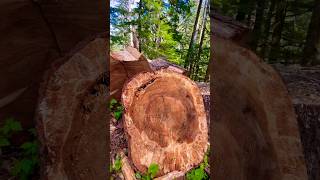 Chopped Logs Along the Trail in Washingtons Forest nature savetrees trending [upl. by Leese]