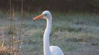 Une grande aigrette à MontaubanDeBretagne 4K [upl. by Annavoig]