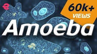 What is An Amoeba  Biology  Extraclasscom [upl. by Aineles]