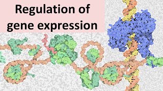 Eukaryotic gene expression regulation concept of chromatin [upl. by Ynnahc732]